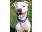 Adopt Captain a White Mixed Breed (Large) / Mixed dog in Blackwood