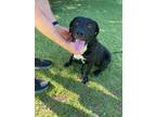 Adopt JJ a Labrador Retriever