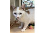 Adopt Spot a White Domestic Shorthair / Domestic Shorthair / Mixed cat in