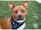 Adopt Milo a Brown/Chocolate American Pit Bull Terrier / Mixed dog in Kansas