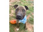 Adopt Dex $25-Fostered a Pit Bull Terrier, Mixed Breed