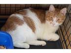 Adopt Skitz a White Domestic Shorthair / Domestic Shorthair / Mixed cat in