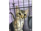 Adopt Flamingo a Gray or Blue Domestic Shorthair / Domestic Shorthair / Mixed