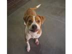 Adopt Kiko a Brown/Chocolate Mixed Breed (Large) / Mixed dog in Farmington
