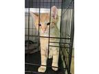 Adopt Twinkie a Orange or Red Domestic Shorthair / Domestic Shorthair / Mixed