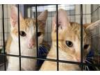 Adopt Biscuit a Orange or Red Domestic Shorthair / Domestic Shorthair / Mixed