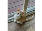 Adopt Reggie a Orange or Red Domestic Shorthair / Domestic Shorthair / Mixed cat