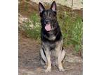 Adopt Diego a Black - with Tan, Yellow or Fawn German Shepherd Dog / Mixed dog
