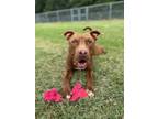 Adopt Grover(Fee Waived) a Brown/Chocolate Mixed Breed (Small) / Mixed Breed