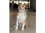 Adopt Remi a American Staffordshire Terrier / American Pit Bull Terrier / Mixed