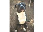 Adopt Asher K15 7/19/23 a Gray/Blue/Silver/Salt & Pepper American Pit Bull