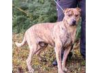 Adopt CHANDLER-28200 a Pit Bull Terrier