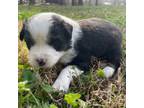 Miniature Australian Shepherd Puppy for sale in Clarksville, AR, USA