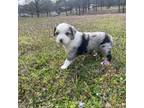 Miniature Australian Shepherd Puppy for sale in Clarksville, AR, USA