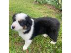 Miniature Australian Shepherd Puppy for sale in Clarksville, AR, USA