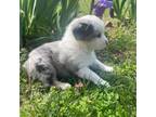 Miniature Australian Shepherd Puppy for sale in Clarksville, AR, USA