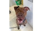 Adopt Rocket a Brown/Chocolate Mixed Breed (Large) / Mixed dog in Manitowoc