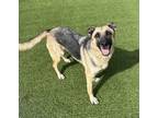 Adopt Cadence ~ a German Shepherd Dog