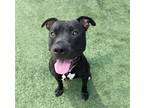 Adopt Pesci a Black American Pit Bull Terrier / Mixed dog in Kansas City