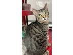 Adopt Orlando a Brown or Chocolate Domestic Shorthair / Domestic Shorthair /