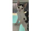 Adopt Ronnie a White Domestic Shorthair / Domestic Shorthair / Mixed cat in