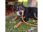 Adopt Dingo a Mixed Breed, Australian Cattle Dog / Blue Heeler