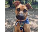 Adopt O'rian a Brown/Chocolate American Pit Bull Terrier / Mixed dog in