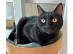 Adopt Ruby Wednesdays a All Black Domestic Shorthair / Domestic Shorthair /