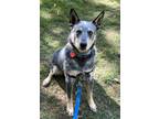 Adopt BLUE TELLICO a Australian Cattle Dog / Blue Heeler