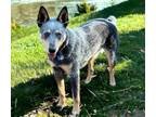 Adopt BLUE TELLICO a Australian Cattle Dog / Blue Heeler