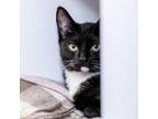 Adopt Pinkie a All Black Domestic Shorthair / Mixed cat in Asheville