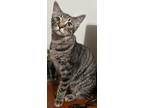 Adopt Snowie (Courtesy Post) a Gray, Blue or Silver Tabby Domestic Shorthair /