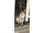 Adopt Delila a Calico or Dilute Calico Domestic Mediumhair / Mixed (medium coat)