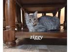 Adopt Ziggy [CP] a Brown Tabby Domestic Shorthair / Mixed (short coat) cat in