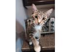 Adopt Arrow (& Captain) [CP] a Brown Tabby Domestic Shorthair / Mixed (short