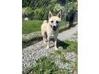 Adopt Cameron Tucker a Husky, Shepherd