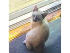 Adopt Monica [CP] a Gray or Blue Domestic Mediumhair / Mixed (medium coat) cat