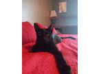 Adopt Captain (& Arrow) [CP] a All Black Domestic Shorthair / Mixed (short coat)