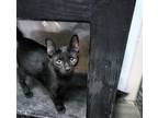 Adopt Rosco [CP] a All Black Domestic Shorthair / Mixed (short coat) cat in