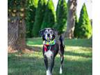 Adopt Summer a Brown/Chocolate - with White Beagle / Mixed dog in Unionville