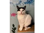 Adopt Grim a White Domestic Shorthair (short coat) cat in Jackson, GA (38692703)