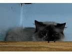 Adopt Fieri a Siamese (long coat) cat in Jackson, GA (38692697)