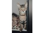 Adopt Slick Willy a Gray, Blue or Silver Tabby Domestic Shorthair / Mixed (short