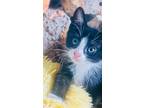 Adopt Pinguim a Black & White or Tuxedo Domestic Shorthair / Mixed (short coat)