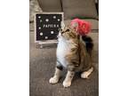 Adopt Paprika a Domestic Shorthair cat in Brandon, FL (38832633)