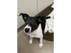 Adopt Tron a Border Collie, Mixed Breed