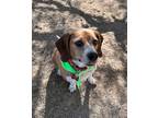 Adopt Crew a Red/Golden/Orange/Chestnut - with White Beagle / Mixed dog in Las