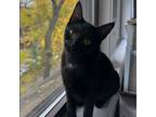 Adopt Quasar a All Black Domestic Shorthair / Mixed cat in Palatine