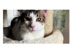 Adopt Zenith a White (Mostly) Domestic Shorthair / Mixed (short coat) cat in