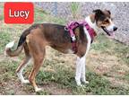 Adopt Lucy (Peekachoo - Miller red Elsa) a Brown/Chocolate - with White Cattle